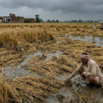 Crop Damage Due to Unseasonal Rain