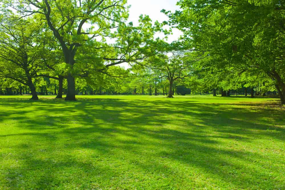 Tree Park Area